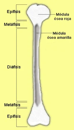 Diferencia entre epífisis y diáfisis