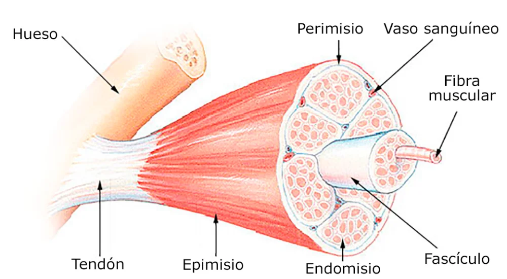 Diferencia entre epimisio y fascia