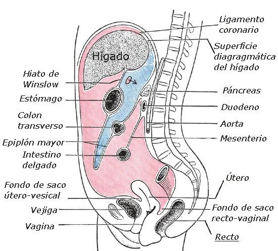 Diferencia entre epiplón y mesenterio