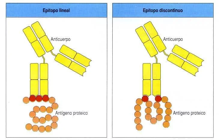 Diferencia entre epítopo y hapteno