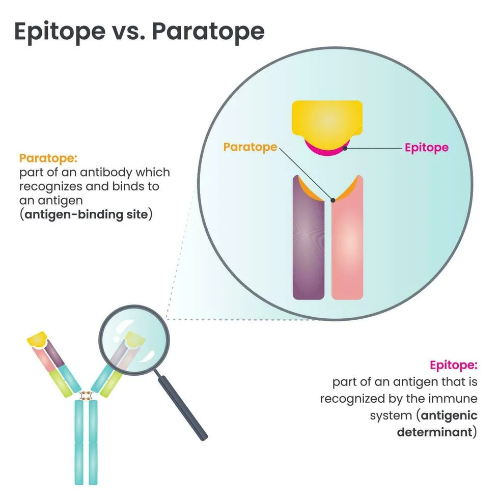 Diferencia entre epítopo y paratopo