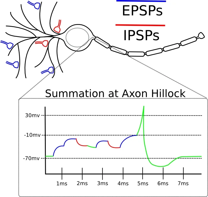 Diferencia entre EPSP e IPSP