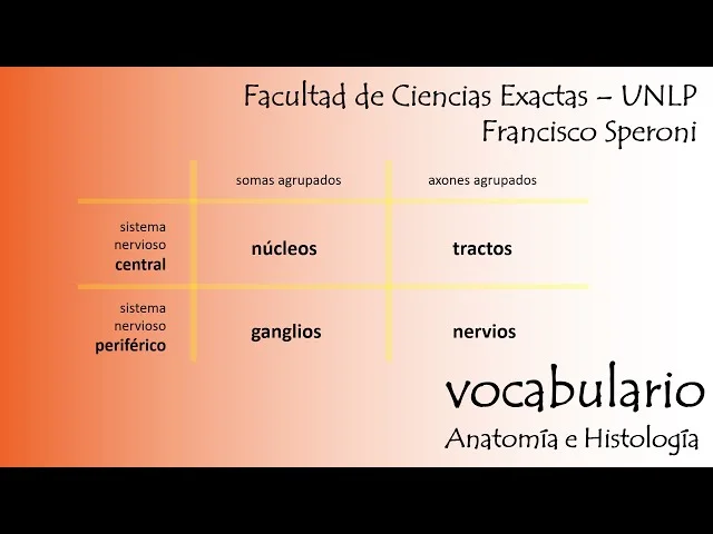 Diferencia entre ganglios y núcleos