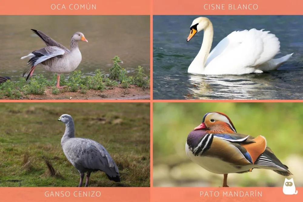 Diferencia entre ganso y pato