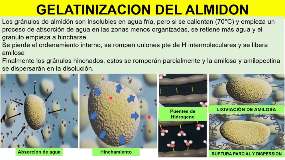 Diferencia entre gelificación y gelatinización