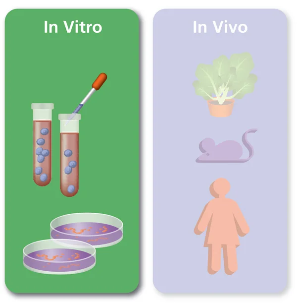 Diferencia entre in vitro e in vivo