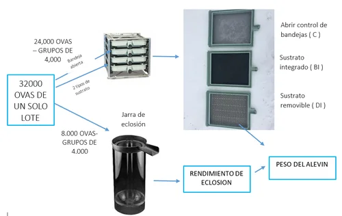 Diferencia entre incubación y eclosión