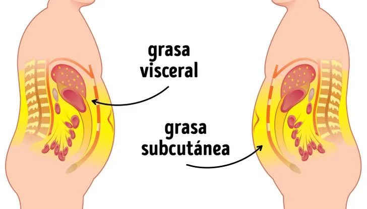 Diferencia entre la grasa visceral y la subcutánea