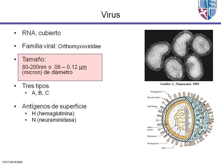 Diferencia entre la hemaglutinina y la neuraminidasa