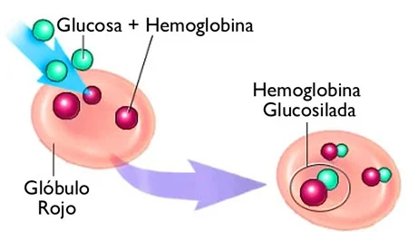 Diferencia entre la hemoglobina y la hemoglobina A1c