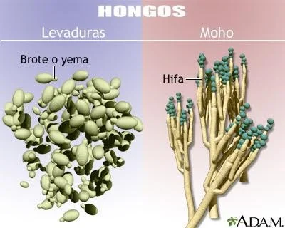 Diferencia entre moho y hongos