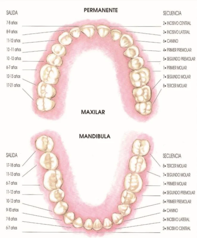 Diferencia entre molares maxilares y mandibulares