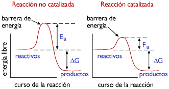 Diferencia entre reacciones enzimáticas y no enzimáticas