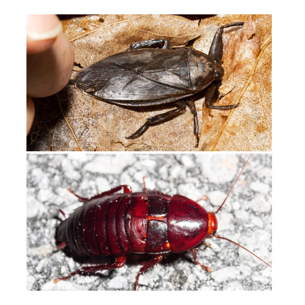 Diferencia entre una cucaracha y una chinche de agua