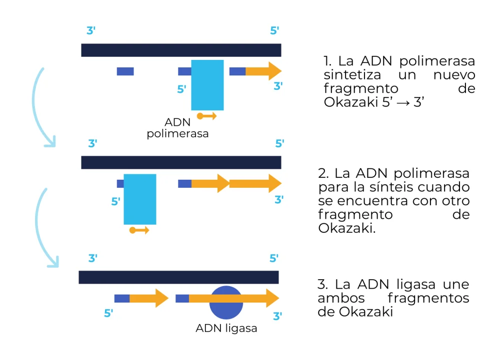 ¿Cuáles son los pasos de la replicación del ADN?