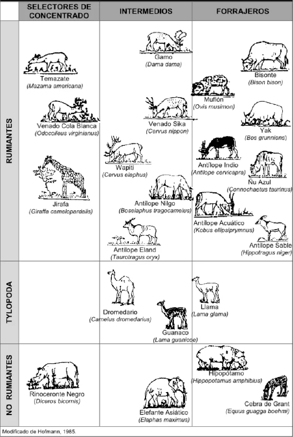 Diferencia entre animales rumiantes y no rumiantes