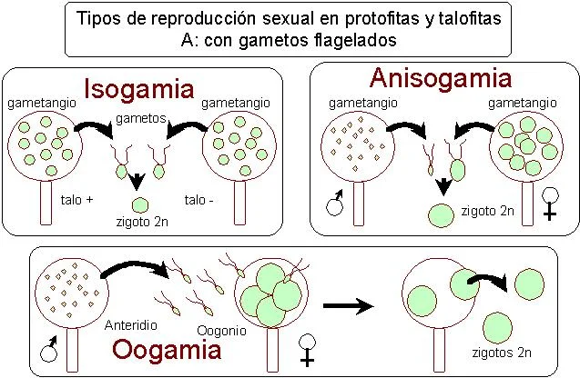 Diferencia entre anisogamia isogamia y oogamia