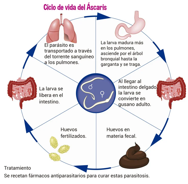 Diferencia entre anquilostomas y lombrices intestinales