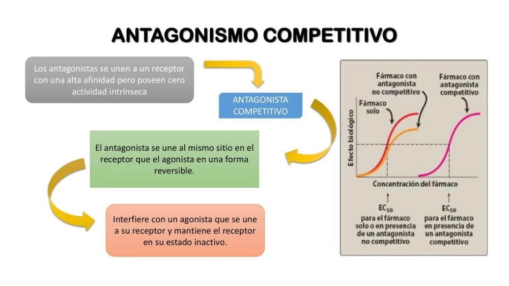 Diferencia entre antagonismo competitivo y no competitivo