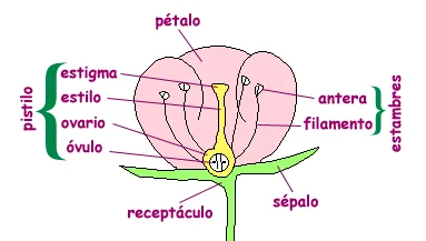 Diferencia entre antera y estigma
