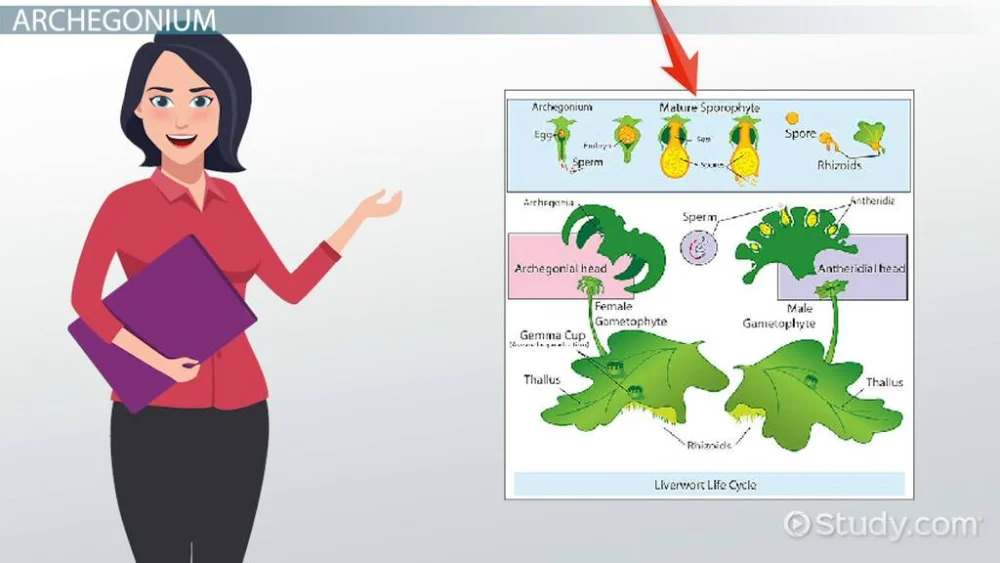 Diferencia entre Antheridium y Archegonium