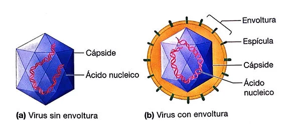 Diferencia entre cápside y envoltura