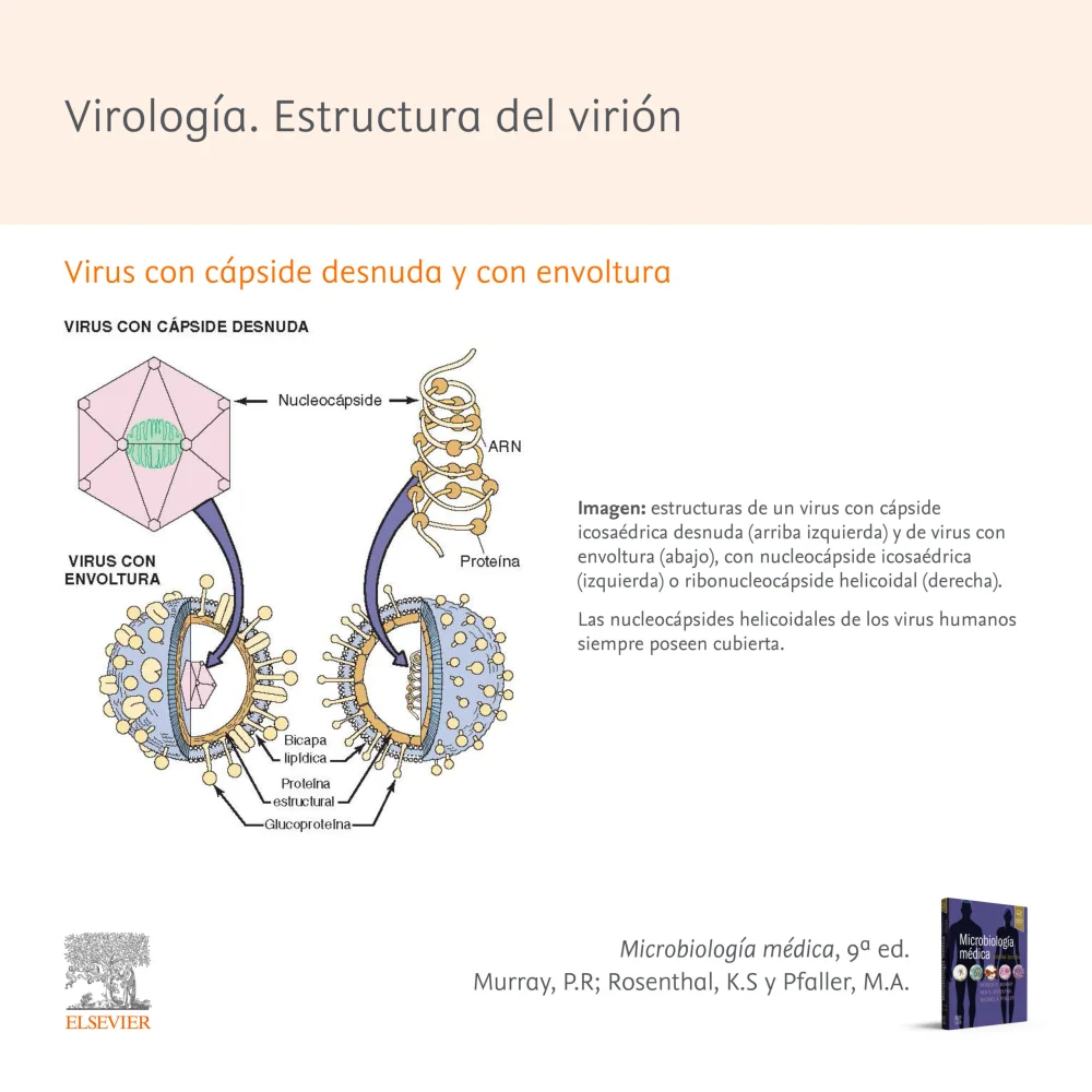 Diferencia entre cápside y nucleocápside