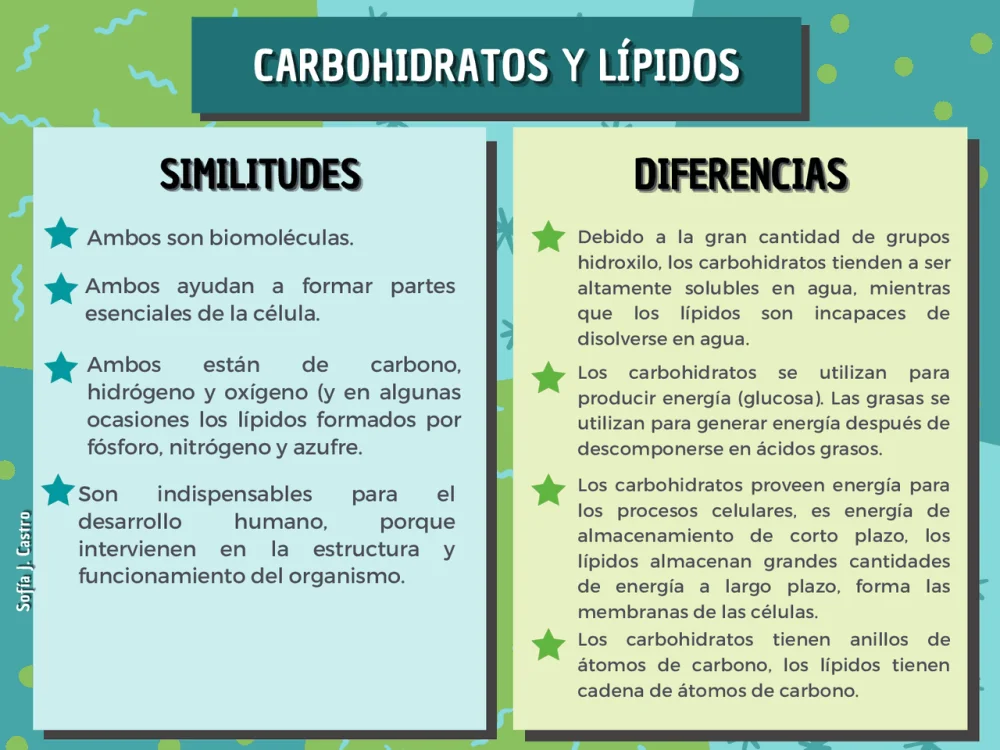 Diferencia entre carbohidratos y lípidos