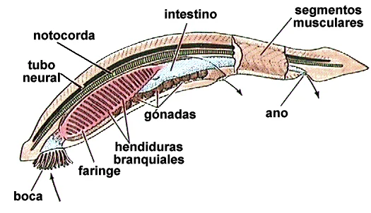 Diferencia entre cordados y protocordados