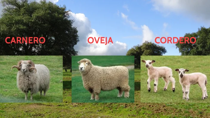 Diferencia entre cordero y carnero