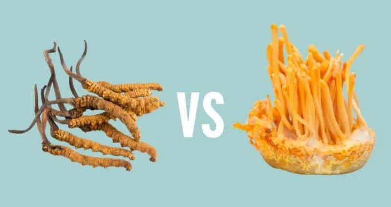 Diferencia entre Cordyceps Sinensis y Cordyceps Militaris
