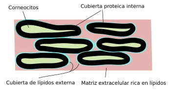 Diferencia entre corneocitos y queratinocitos