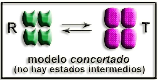 Diferencia entre el modelo concertado y el modelo secuencial del alosterismo