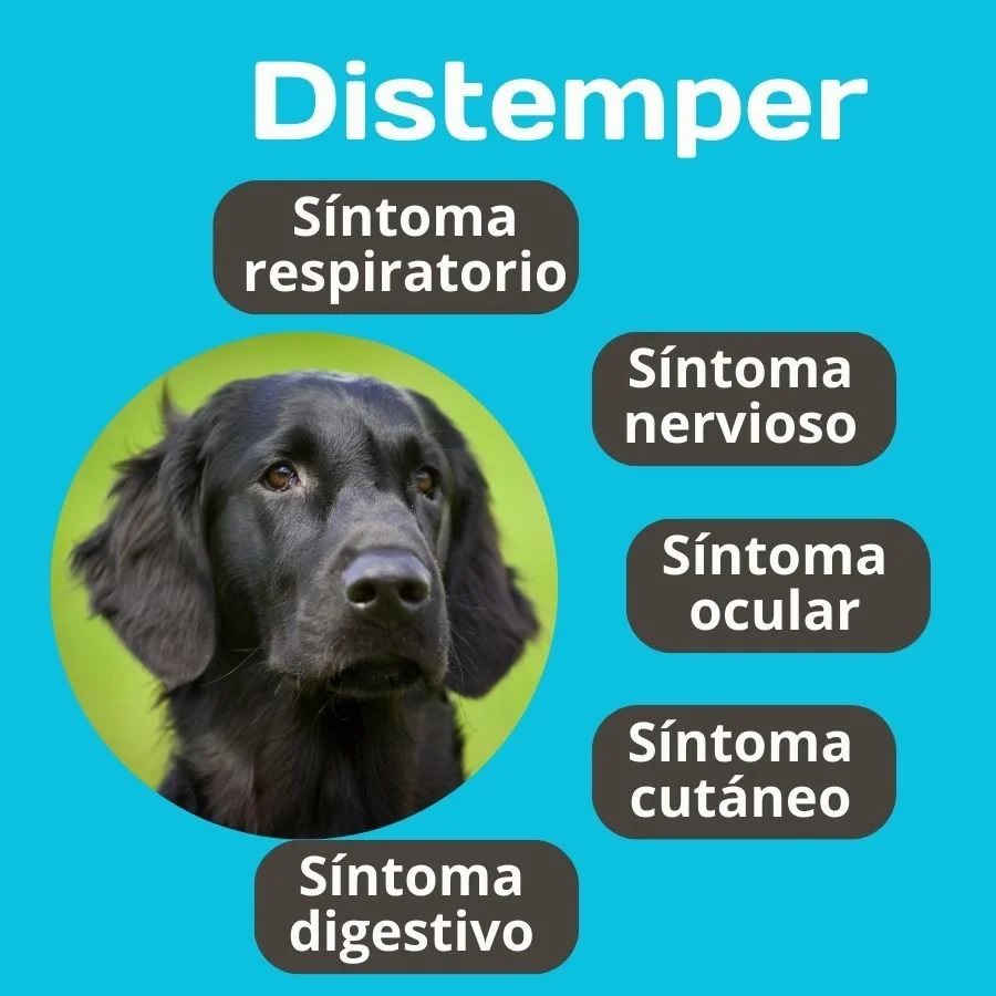 Diferencia entre el moquillo y el parvovirus