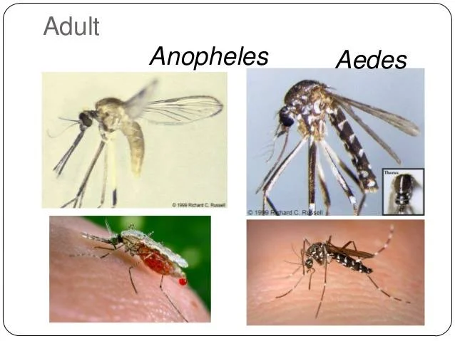 Diferencia entre el mosquito Aedes y el mosquito Anopheles