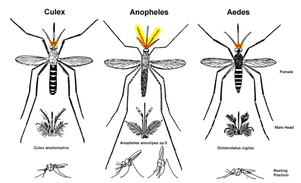 Diferencia entre el mosquito Culex y el mosquito Anopheles