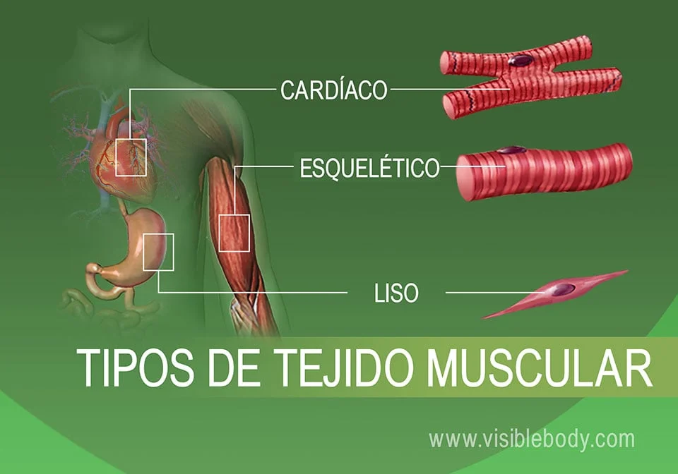 Diferencia entre el músculo cardíaco esquelético y el músculo liso