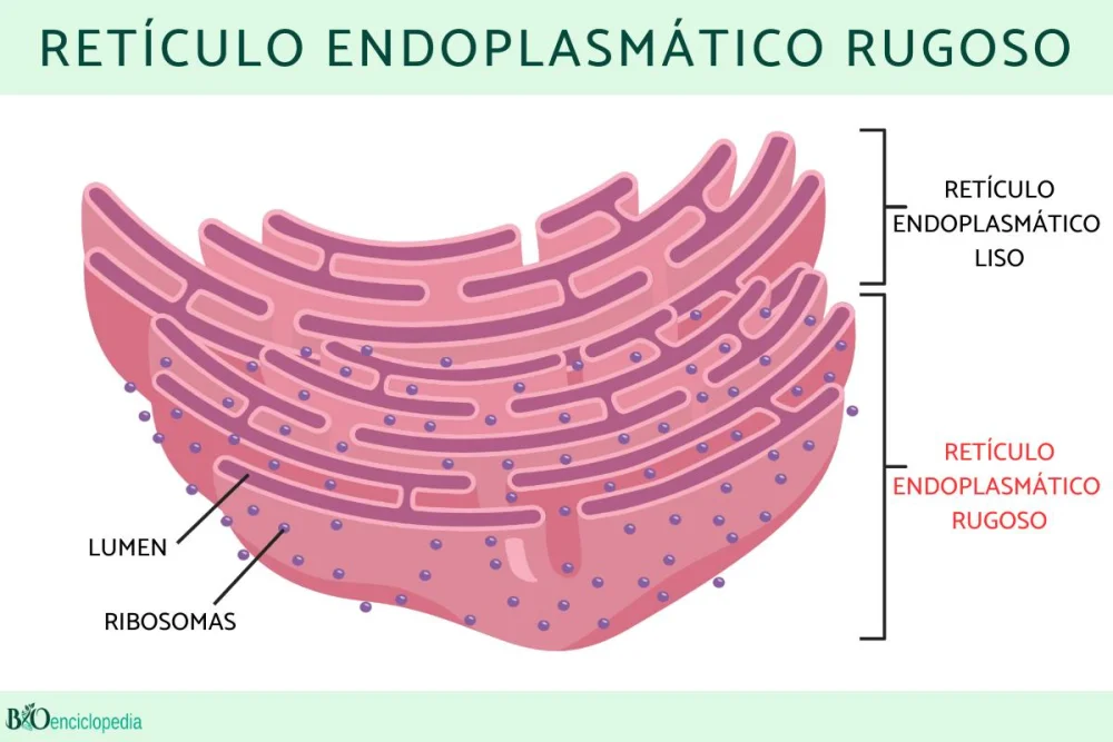Diferencia entre ER liso y rugoso