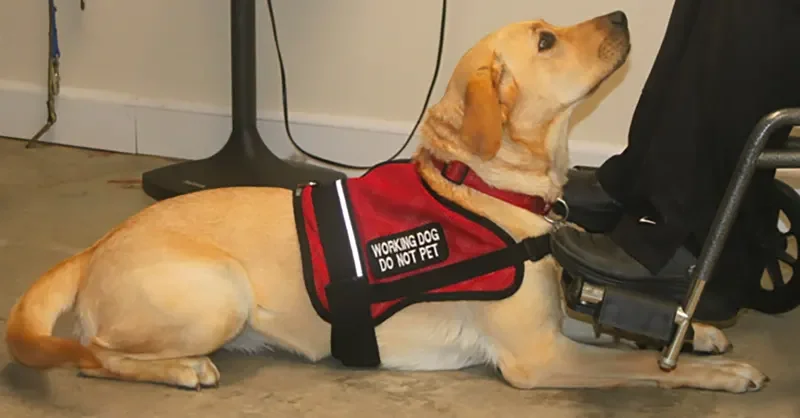 Diferencia entre ESA y perro de servicio