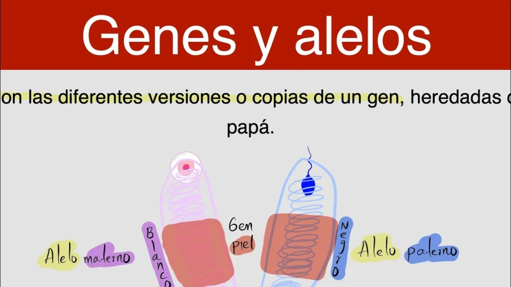 Diferencia entre gen y alelo