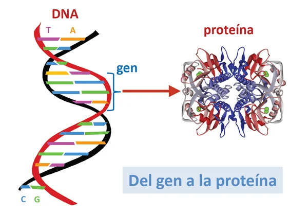 Diferencia entre gen y proteína