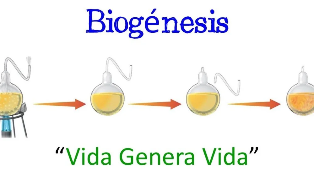 Diferencia entre generación espontánea y biogénesis