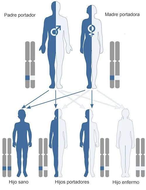 Diferencia entre genes dominantes y recesivos