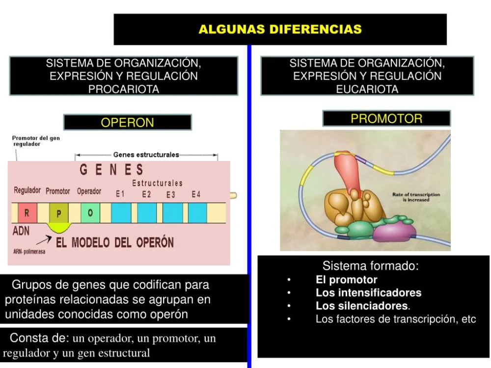 Diferencia entre genes estructurales y reguladores