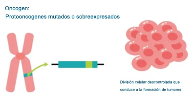 Diferencia entre genes supresores de tumores y protoncogenes