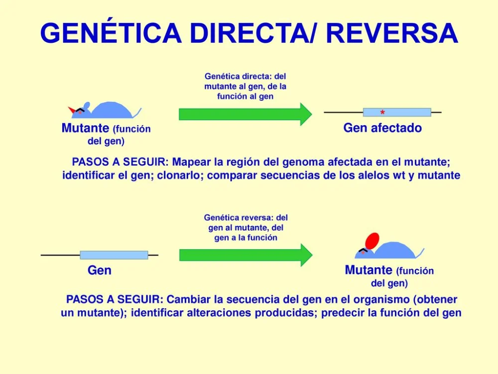 Diferencia entre genética directa e inversa