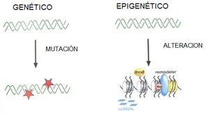 Diferencia entre genética y epigenética