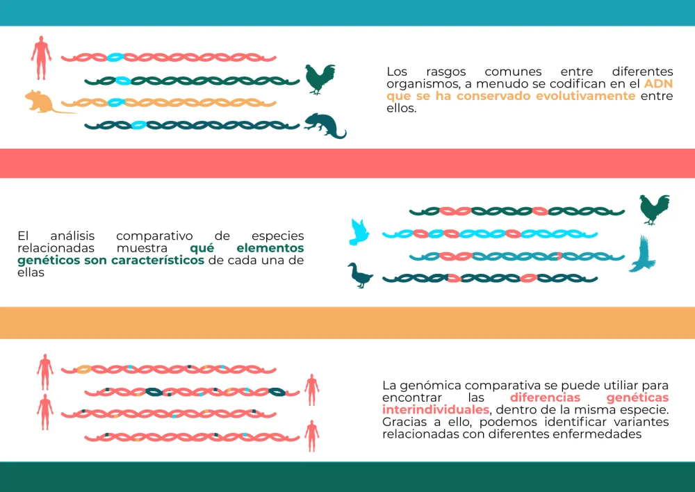 Diferencia entre genética y genómica
