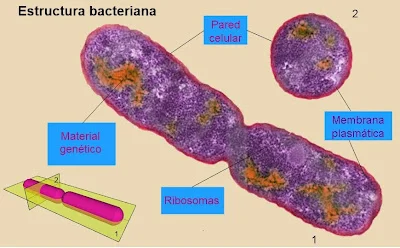Diferencia entre genóforo y plásmido