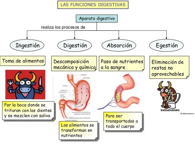 Diferencia entre ingestión y egestión